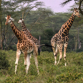 Giraffe Safari